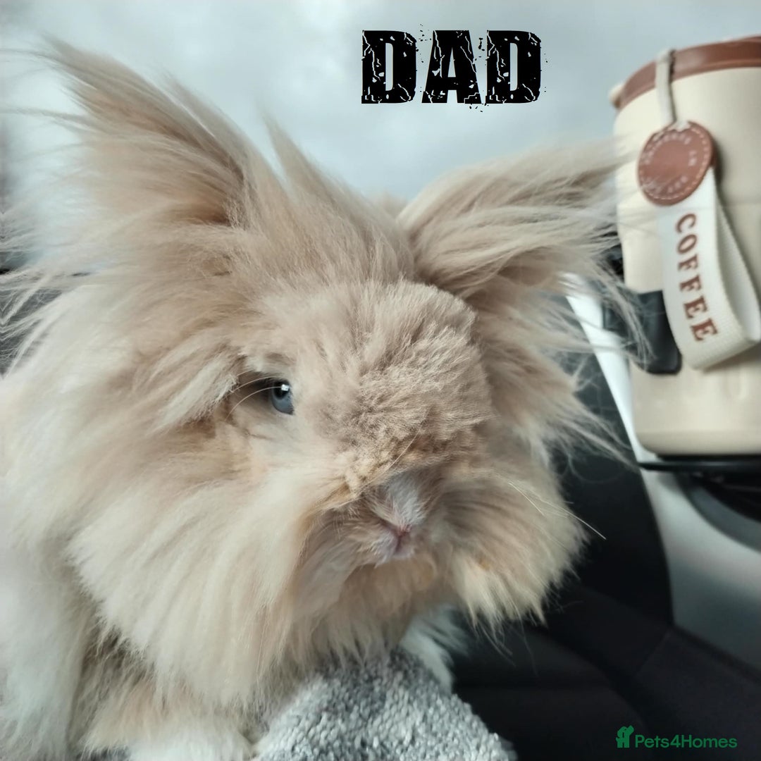 Lionhead rabbits for sale: Pure Breed Fluffy Double Mained Lionhead Boy - Image 11