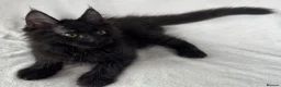Maine Coon cats for sale: Reduced! TICA Maine Coon Kittens active possible  - Advert 8