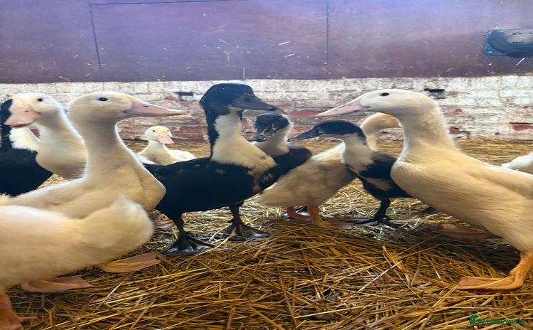 Ducks poultry - Advert 2