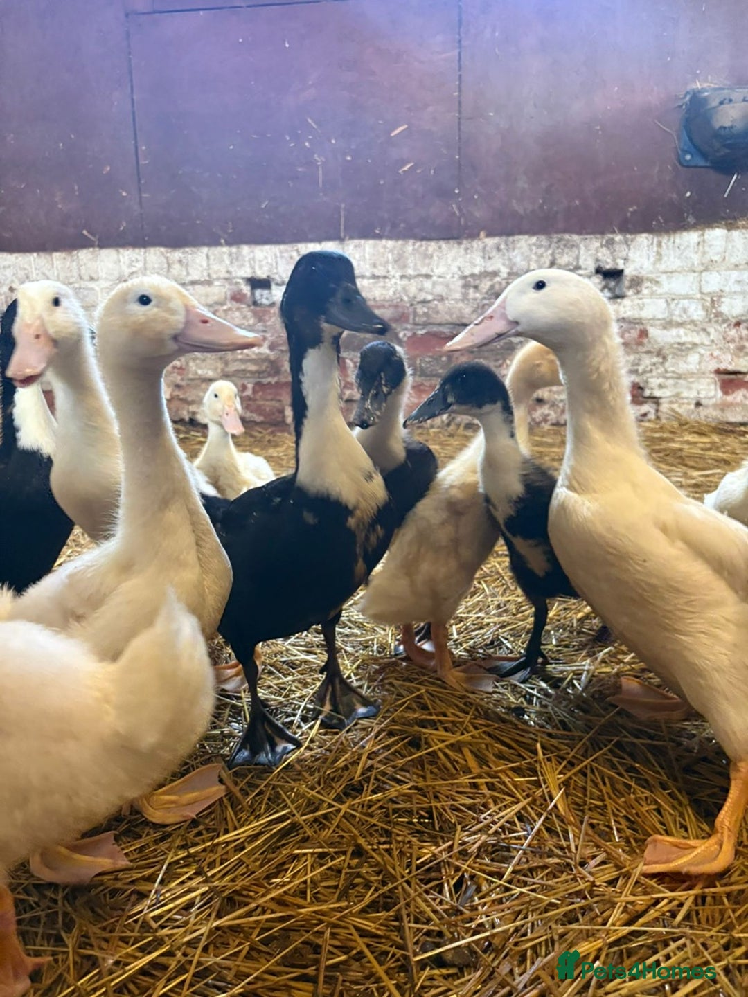 Ducks poultry for sale: Aylesbury Ducks and Aylesbury x Khaki Campbell  - Image 1