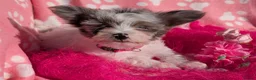Yorkshire Terrier dogs for sale: Stunning Yorkshire Litter of Unique Colours - Advert 12