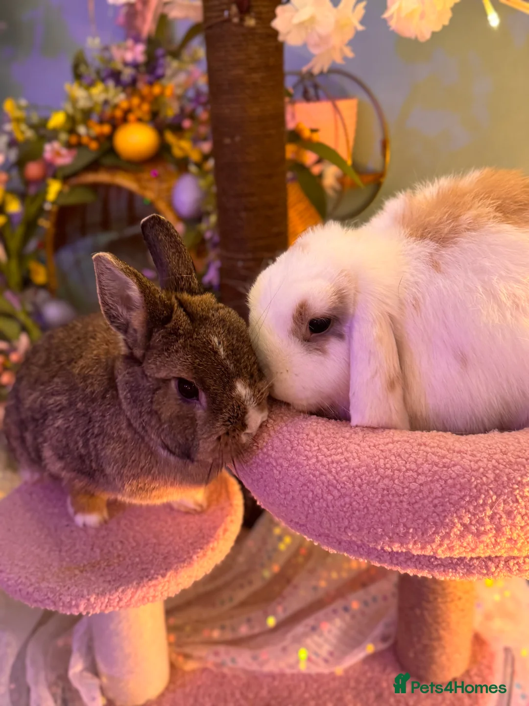 Netherland Dwarf rabbits for sale: Urgent rehoming. Young Netherland dwarf+ mini lop - Advert 32