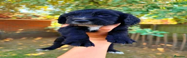Cocker Spaniel Puppy 4