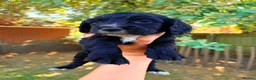 Cocker Spaniel dogs for sale: Working Cocker Spaniel Puppies  in Newmarket - Advert 10