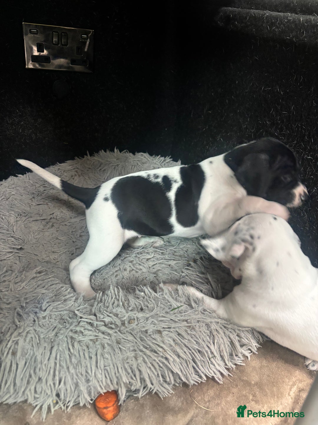 Pointer dogs for sale: English Pointer Bitch - Image 7