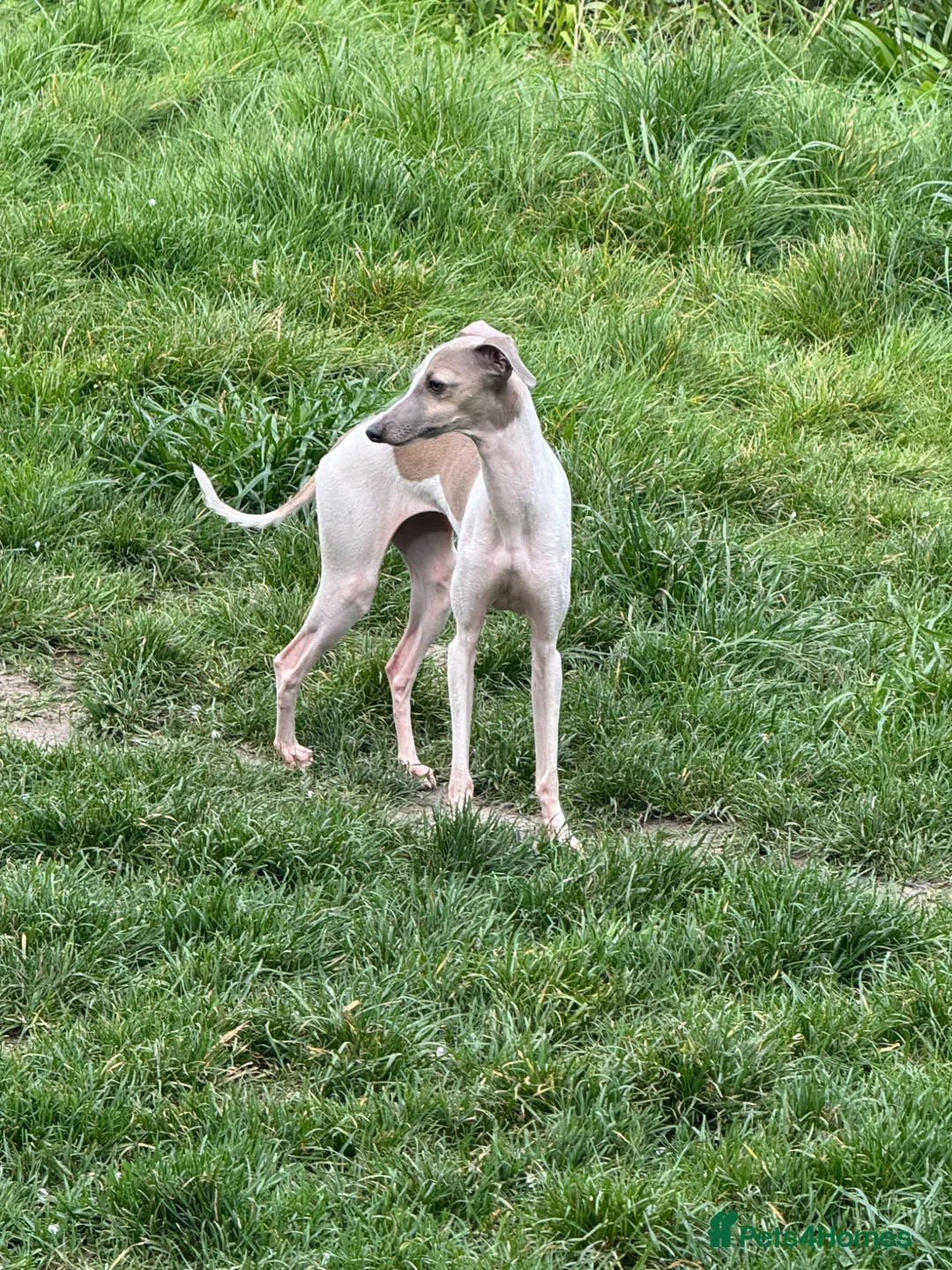 Italian Greyhound dogs for sale: Selling all my adult dogs.  - Advert 2