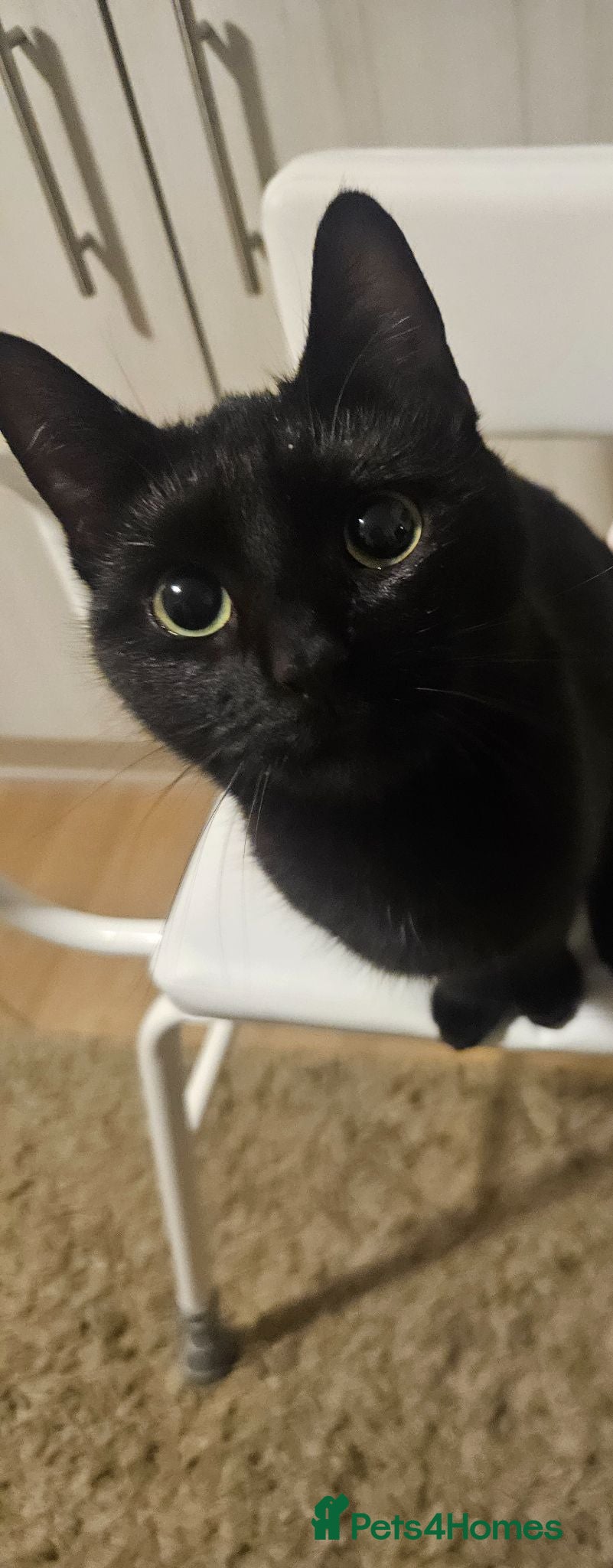 Domestic Shorthair cats Gorgeous black kitten needs rehoming - Advert 1