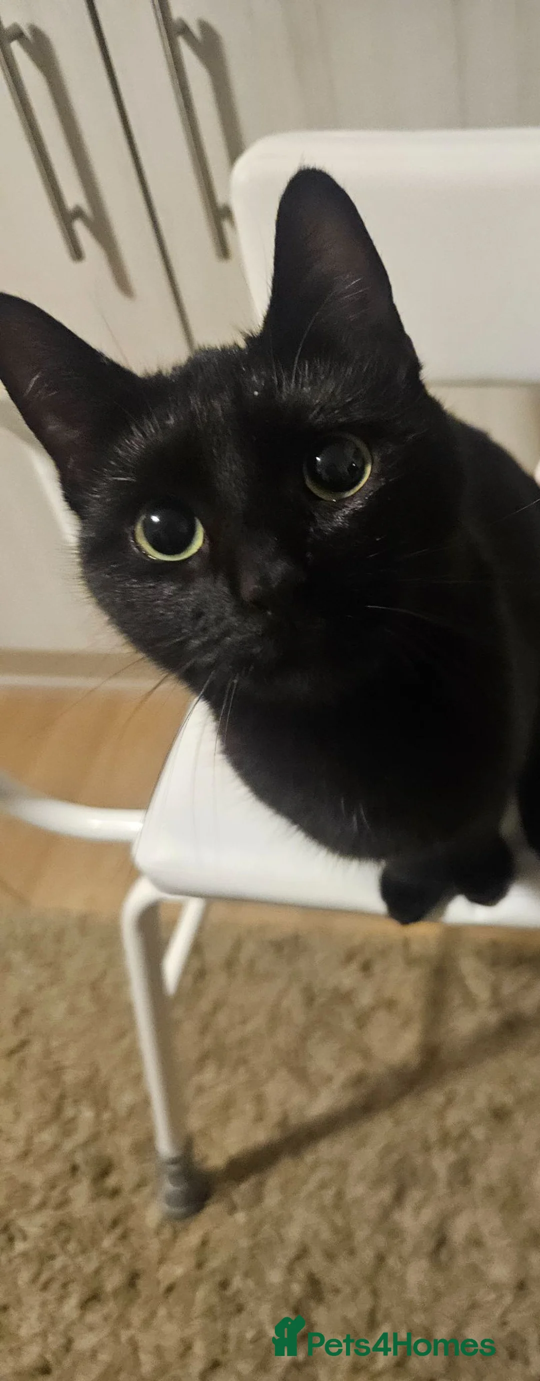 Domestic Shorthair cats for sale: Gorgeous black kitten needs rehoming in Loughborough - Advert 1