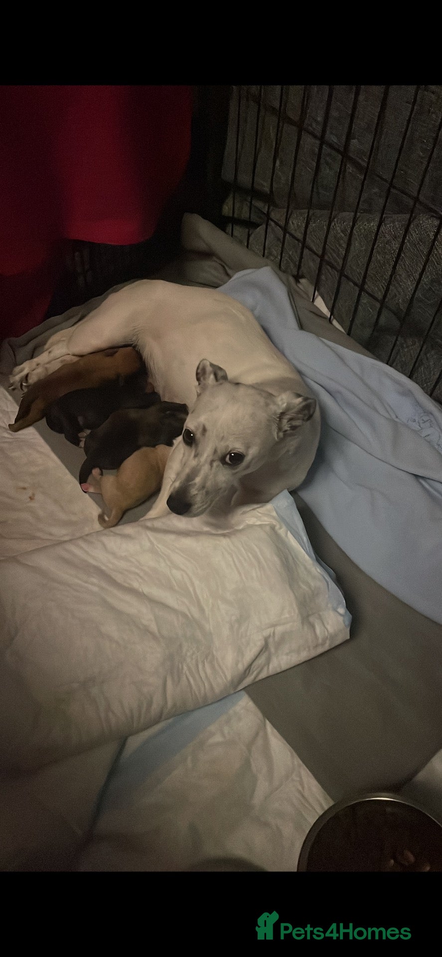 Mixed Breed dogs  ADORABLE PUPPIES LOOKING FOR THEIR FOREVER HOMES - Advert 1