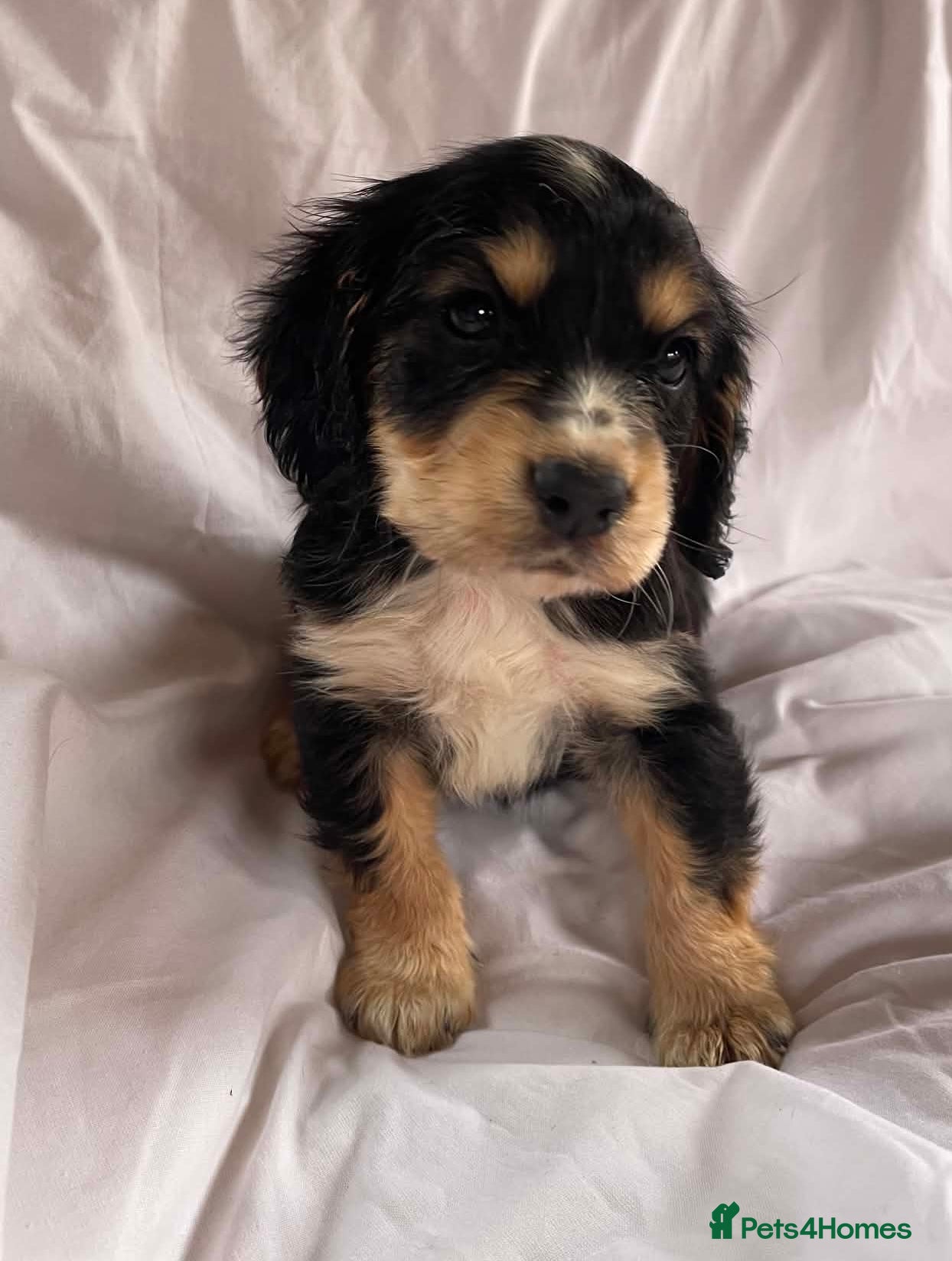 Cocker Spaniel dogs Blue&Lemon Roan Show Type English cocker puppies  - Advert 8
