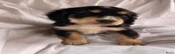 Cocker Spaniel dogs for sale: Blue&Lemon Roan Show Type English cocker puppies  - Advert 7