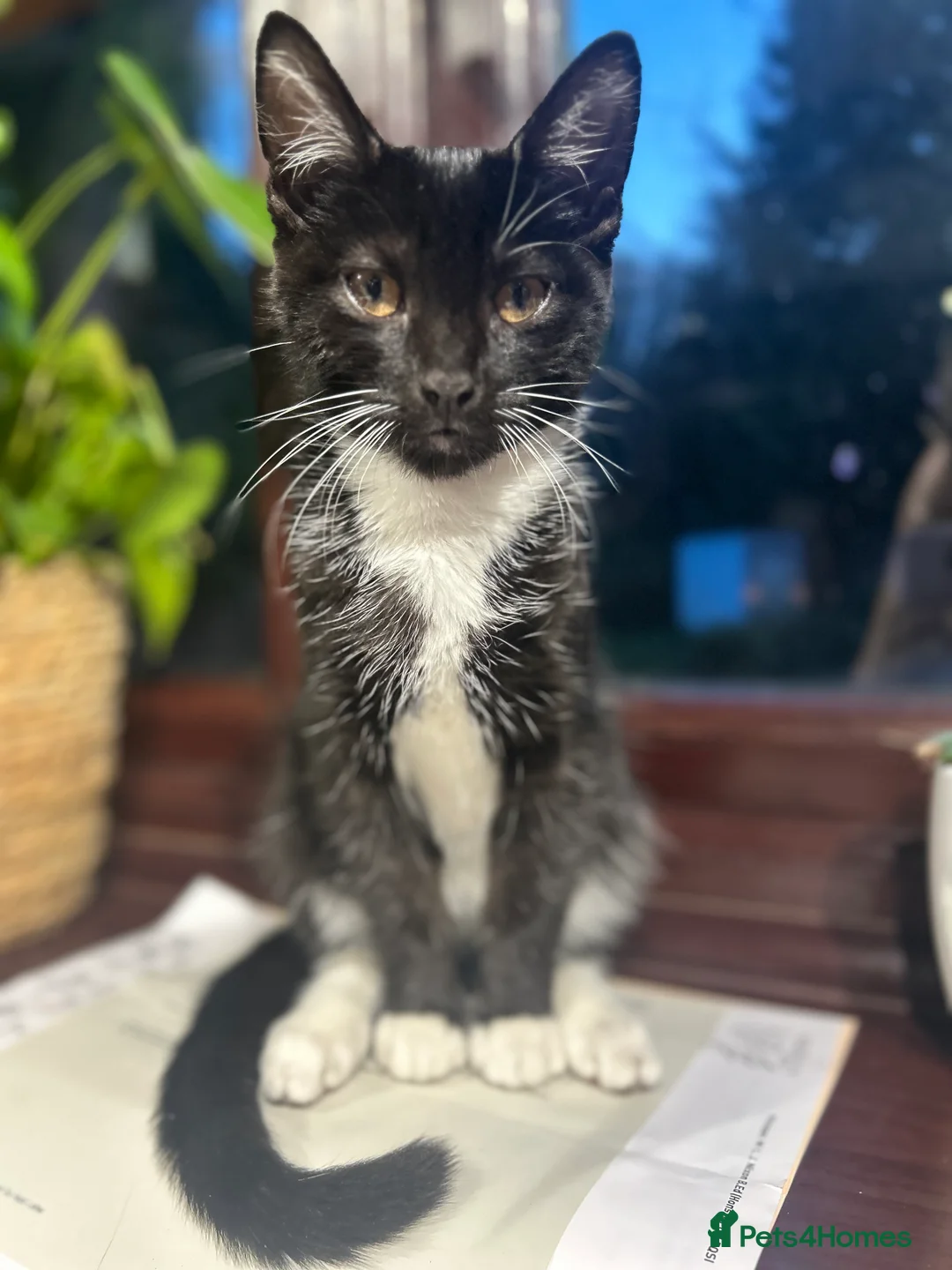Mixed Breed cats for sale: Beautiful Black & White Cat - Advert 1