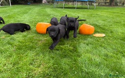Labrador Retriever dogs for sale: Black Lab Puppies For Sale - Image 3