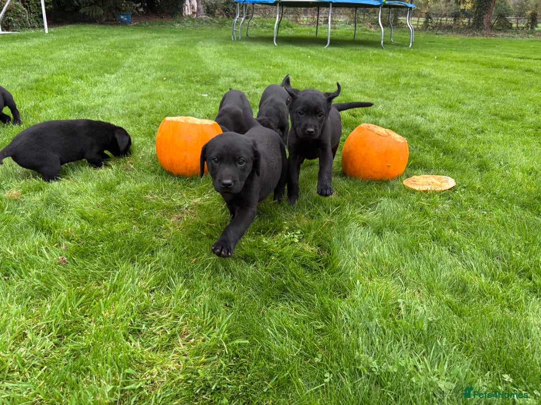 Labrador Retriever dogs for sale: Black Lab Puppies For Sale - Image 3