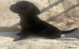 Labrador Retriever dogs for sale: 8 Kennel club reg  health tested chunky Labradors  - Image 27