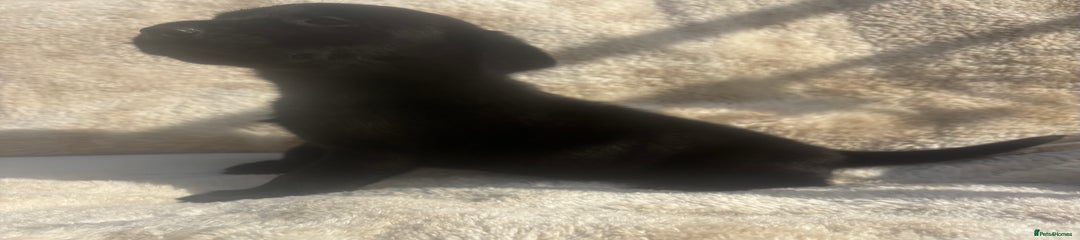 Labrador Retriever Puppy 6
