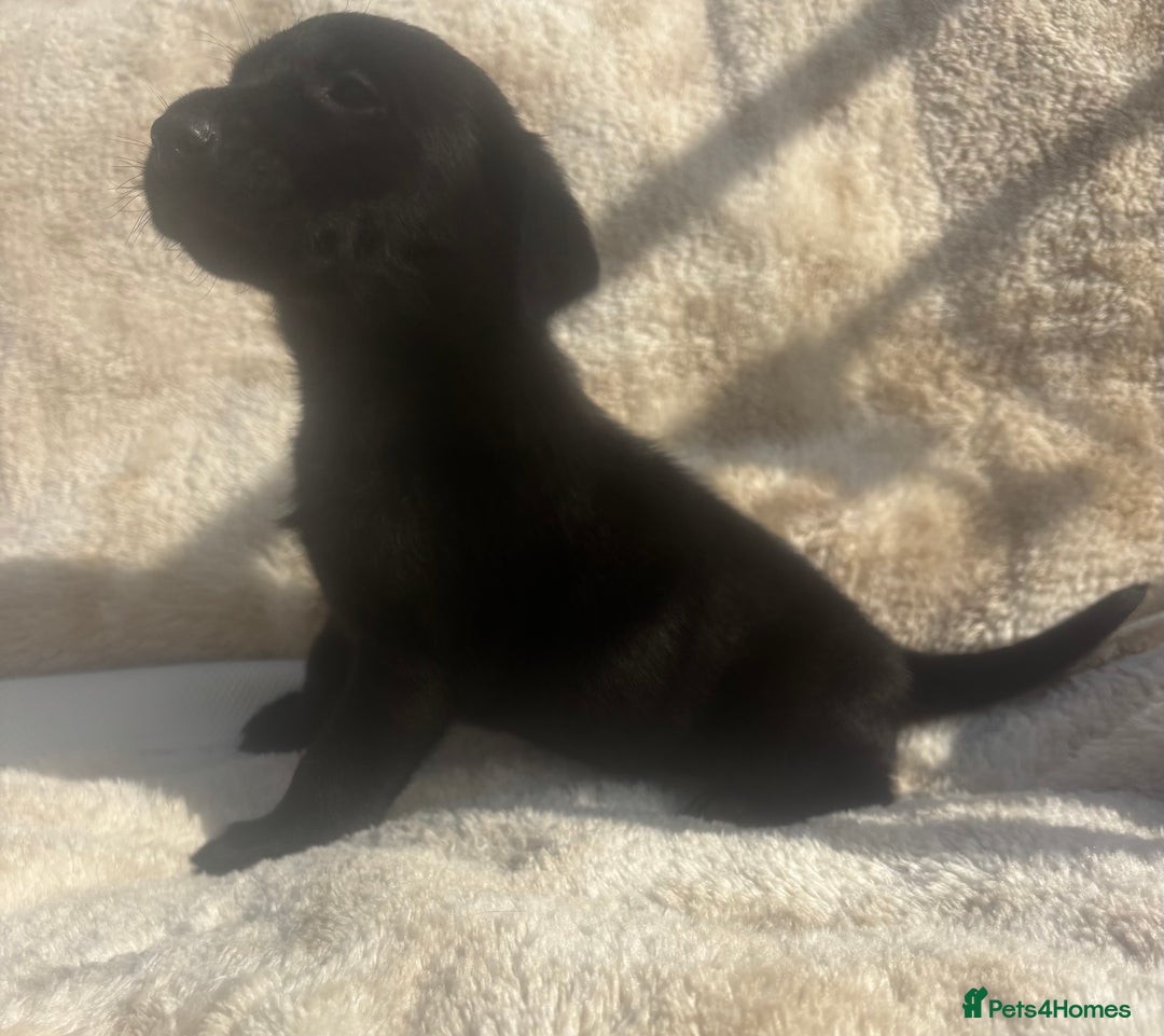 Labrador Retriever dogs for sale: 8 Kennel club reg  health tested chunky Labradors  - Image 27