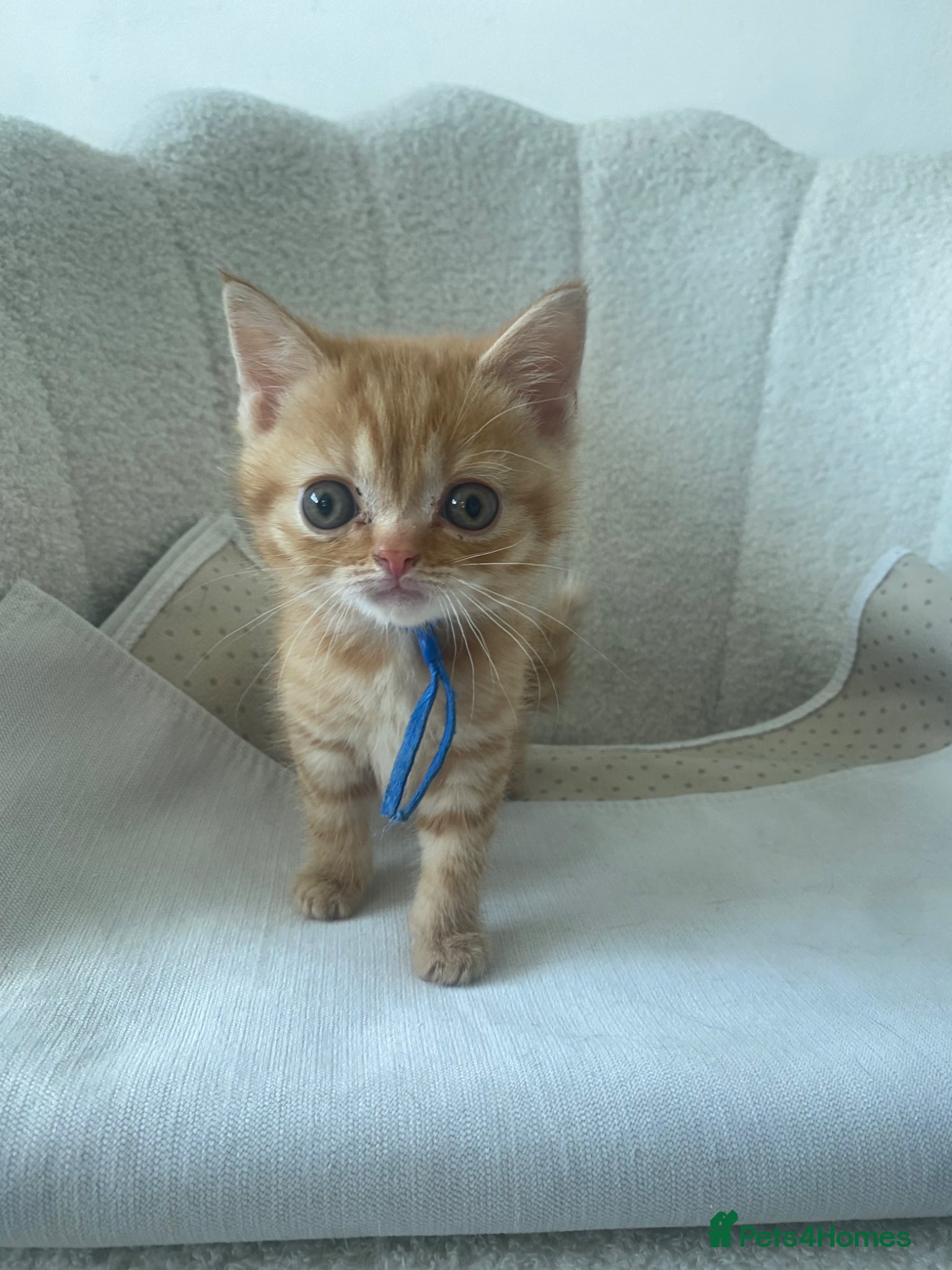 British Shorthair cats British shorthair cross ocicat kittens  - Advert 7