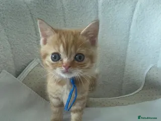 British Shorthair cats British shorthair cross ocicat kittens - Advert 7