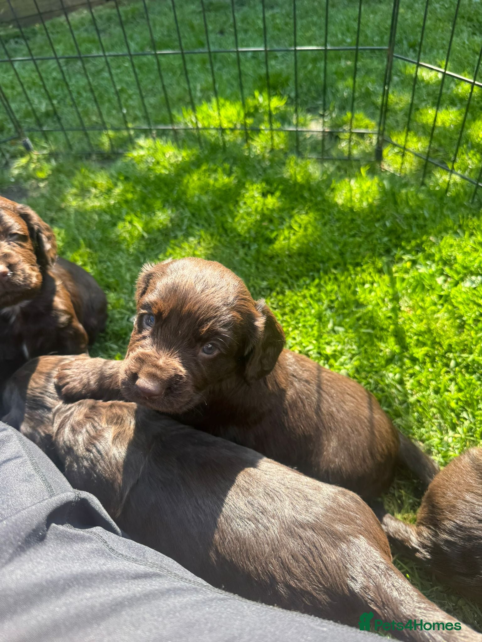 Cocker Spaniel dogs FOR SALE Cocker spaniel pups  - Advert 2