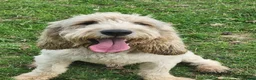 Basset Griffon Vendeen dogs for sale: Griffon grand bassets. Male - Advert 8