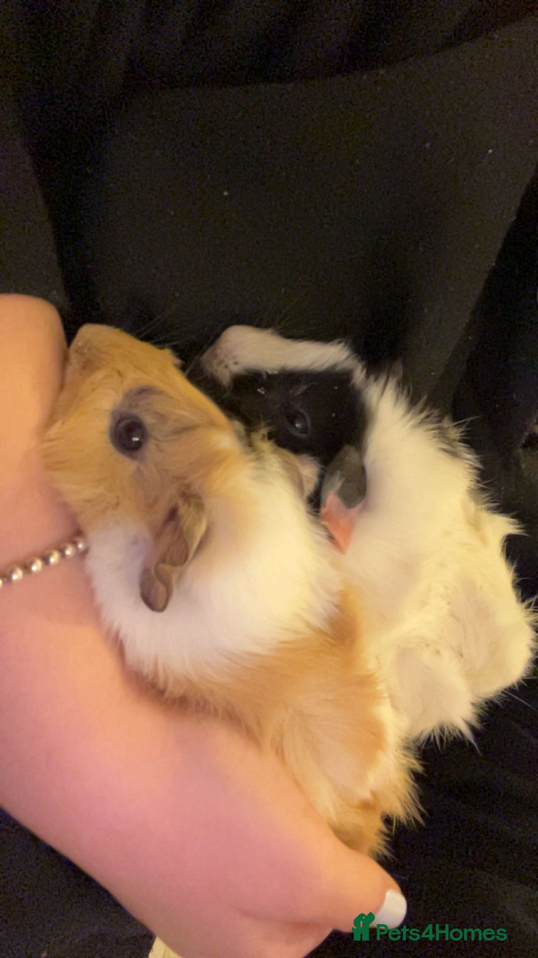 Guinea Pig rodents for sale: Female Guinea Pigs Bonded Need Rehoming - Advert 3