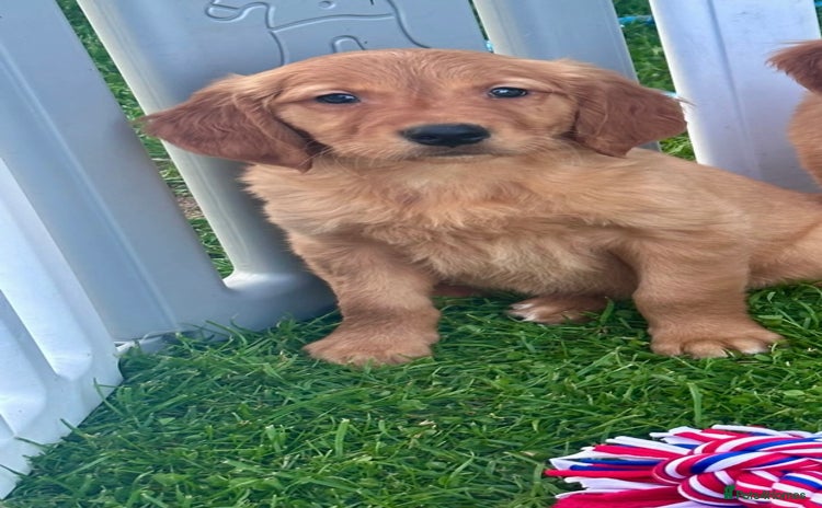 Golden Retriever dogs - Advert 1