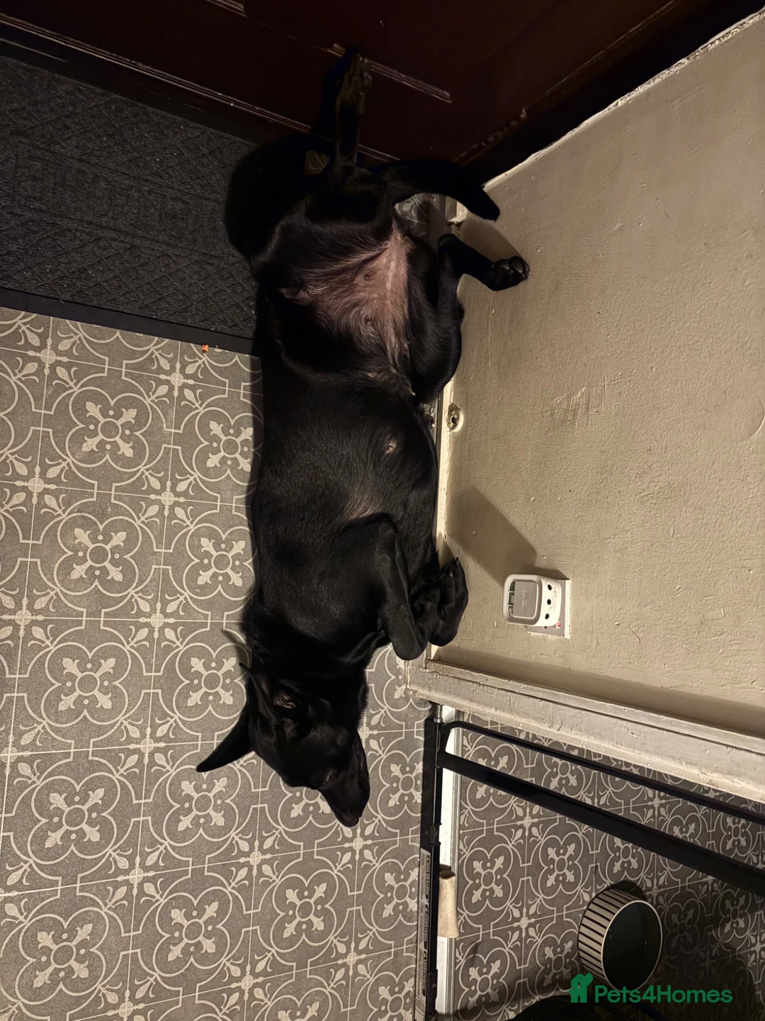 Mixed Breed dogs for sale: Beautiful 1 year old girl - mixed breed in Nottingham - Advert 6