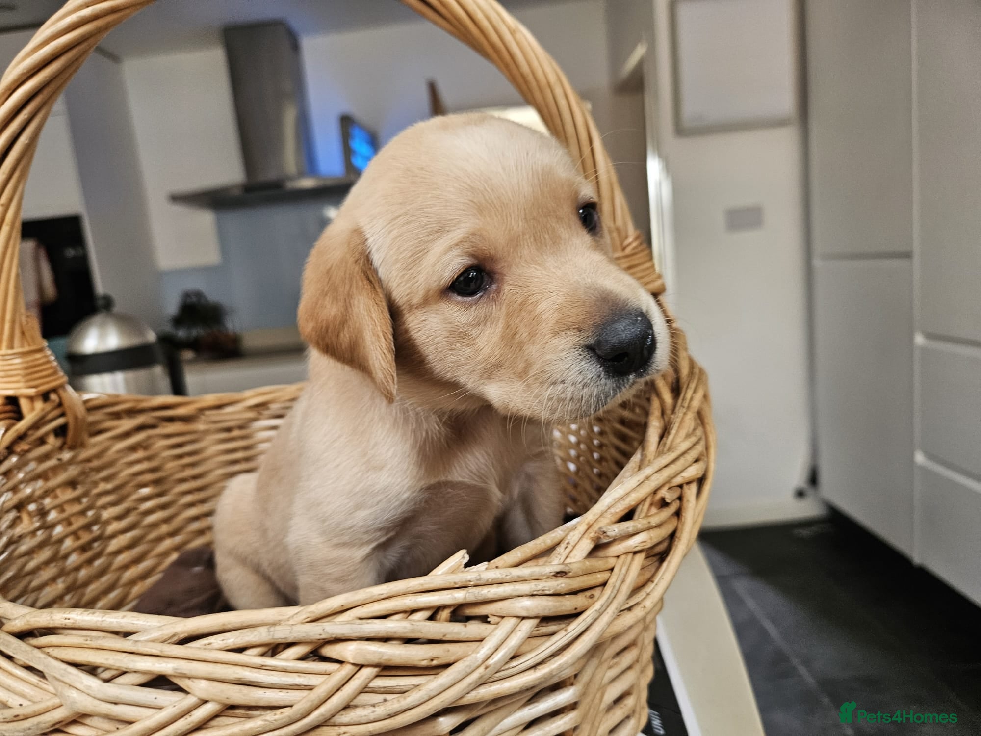 Labrador Retriever dogs Lovely Fox red and  Yellow Labrador puppies - Advert 2