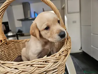 Labrador Retriever dogs Lovely Fox red and Yellow Labrador puppies - Advert 2