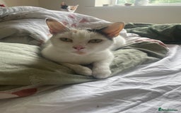 American Shorthair cats for sale: American shorthair x Turkish van kitten  - Image 3