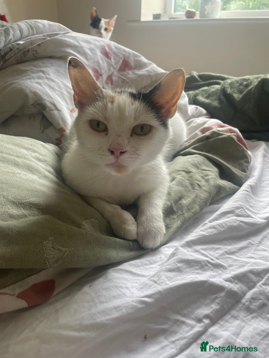 American Shorthair cats for sale: American shorthair x Turkish van kitten  - Image 3