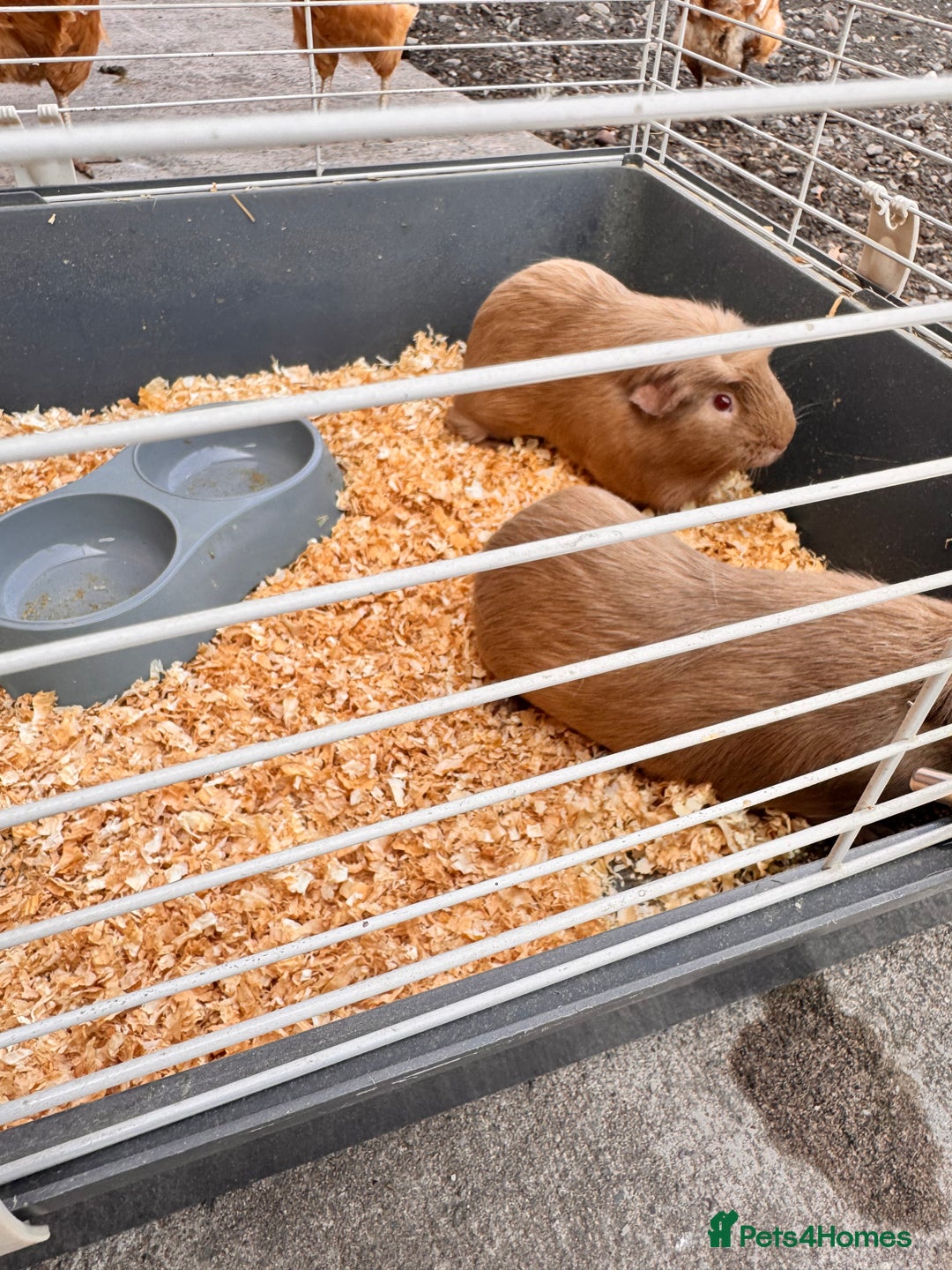 Guinea Pig rodents for sale: 2 beautiful brothers  - Image 2