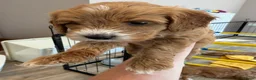 Australian Labradoodle dogs for sale: Multigenerational Australian Labradoodle puppies - Advert 6