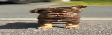 French Bulldog 1
