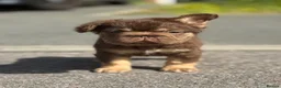 French Bulldog dogs for sale: Reduced 2 princess looking 4 forever homes - Advert 3