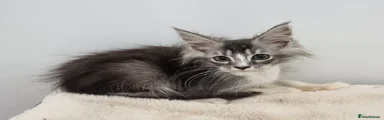 Silver and white male 