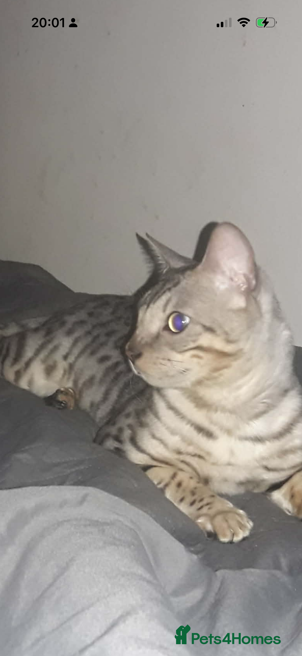 Bengal cats 1 year old male bengal cat  - Advert 2