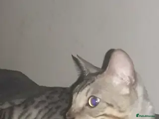 Bengal cats 1 year old male bengal cat - Advert 2