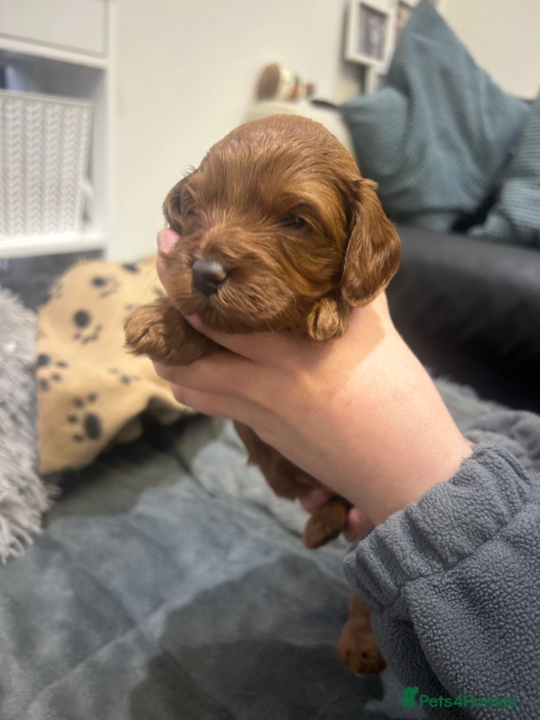 Cavapoo dogs for sale: 7 gorgeous F1b Cavapoo Puppies (4 girls & 3 boys)  - Image 13