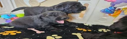 Newfoundland dogs for sale: Beautiful Newfoundland puppies  - Advert 11