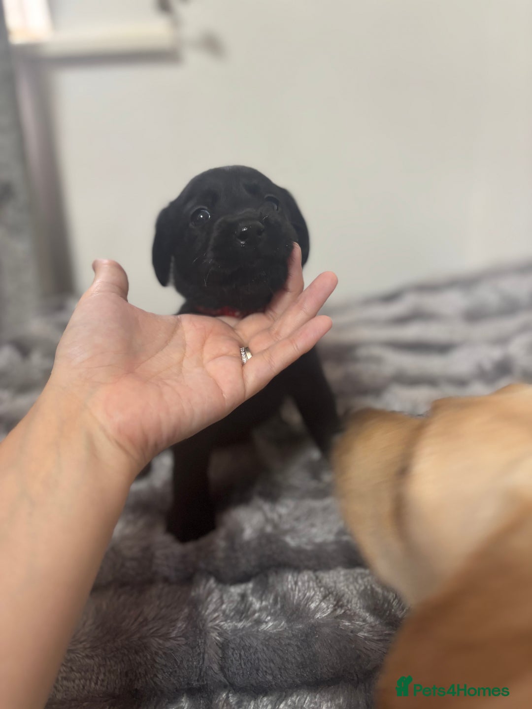Labrador Retriever dogs for sale: Beautiful Black Labrador  - Image 13