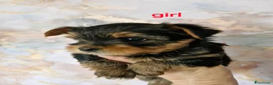 Yorkshire Terrier 1