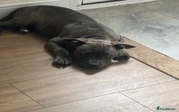 Mixed Breed dogs for sale: Bluey the beautiful boy  - Image 2