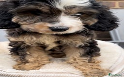 Cockapoo dogs for sale: Quality cockapoo pups  - Image 4