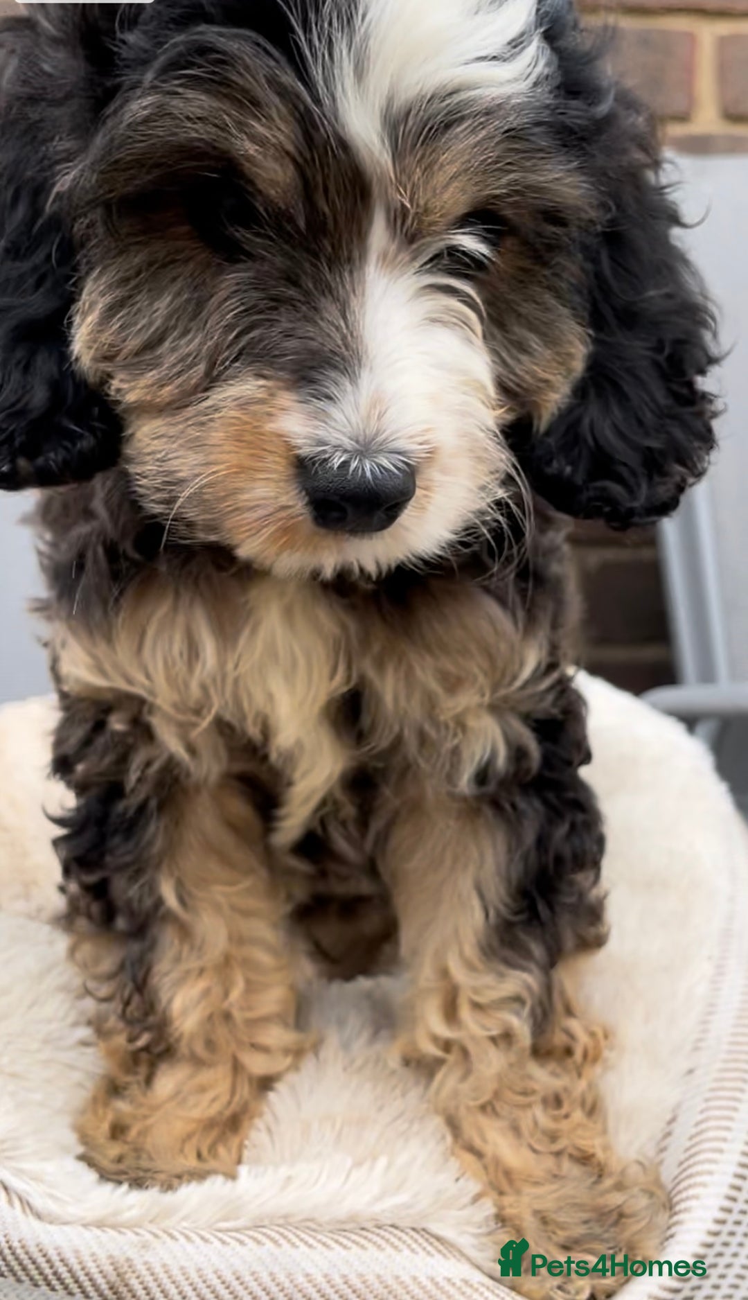 Cockapoo dogs for sale: Quality cockapoo pups  - Image 4