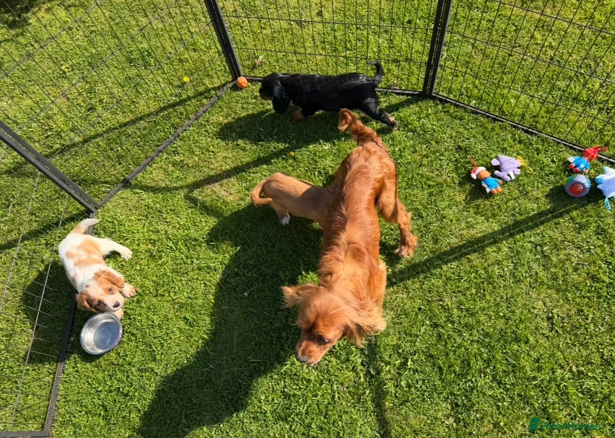 Cavalier King Charles Spaniel dogs Health tested cavalier King Charles puppies  - Advert 3