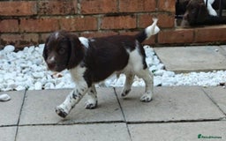 English Springer Spaniel dogs for sale: 🐾Beautiful KC Registered ES Spaniel Puppies🐾 - Image 37