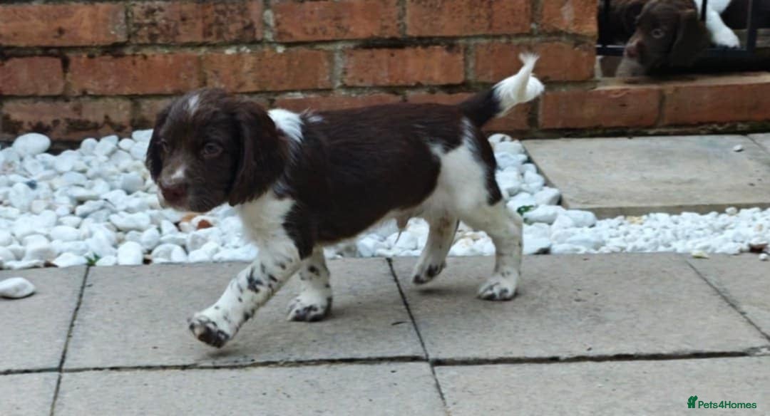 English Springer Spaniel dogs for sale: 🐾Beautiful KC Registered ES Spaniel Puppies🐾 - Image 37