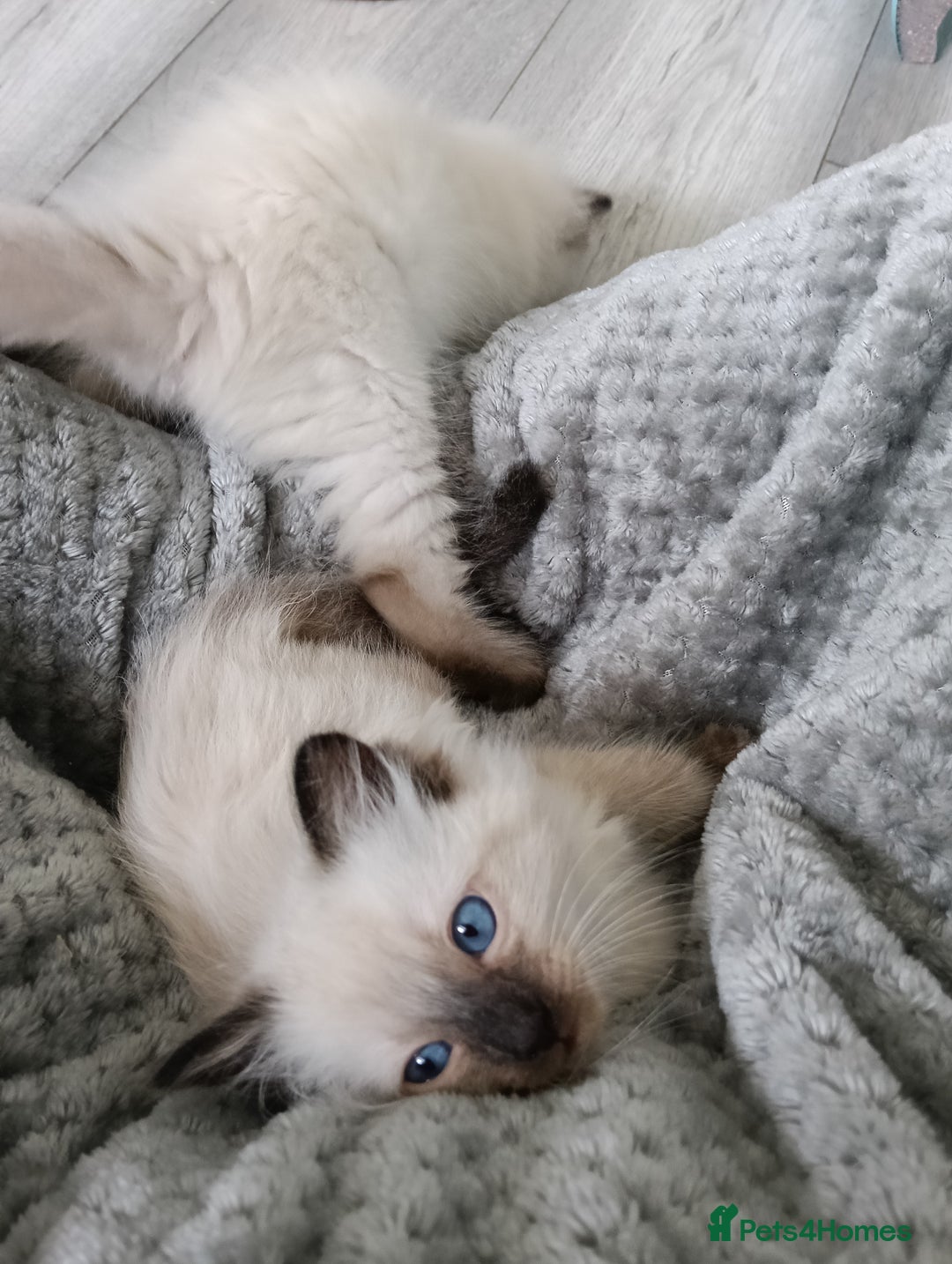 Ragdoll cats for sale: GCCF Reg'd Seal and Chocolate Ragdolls ready July  - Image 3